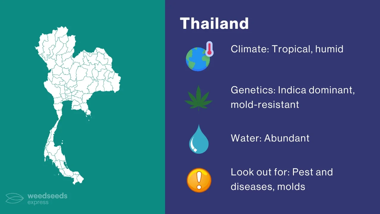 Cannabis Growing Climate in Thailand